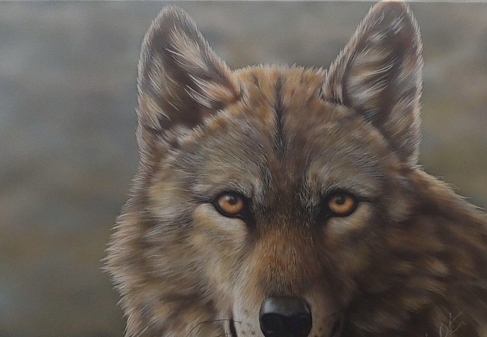 Grey Wolf