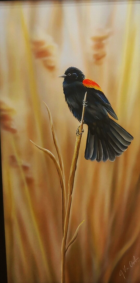 Red winged Blackbird - 24 x 12 - Acrylic on Board - Framed