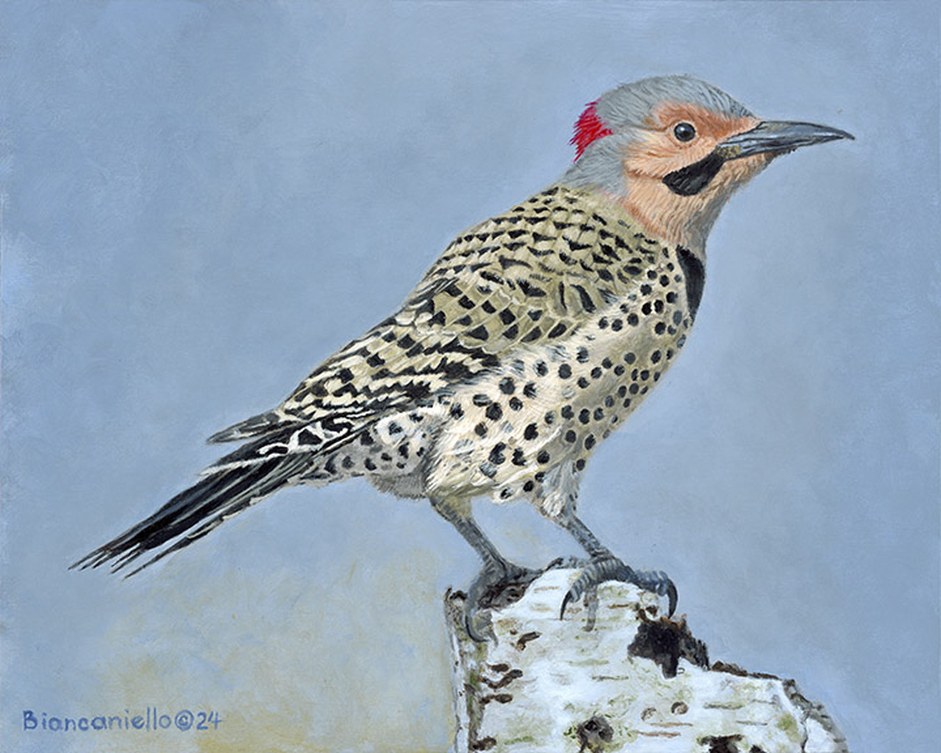 Northern Flicker - 8 x 10 in. wide - Acrylic on Canvas  -Framed