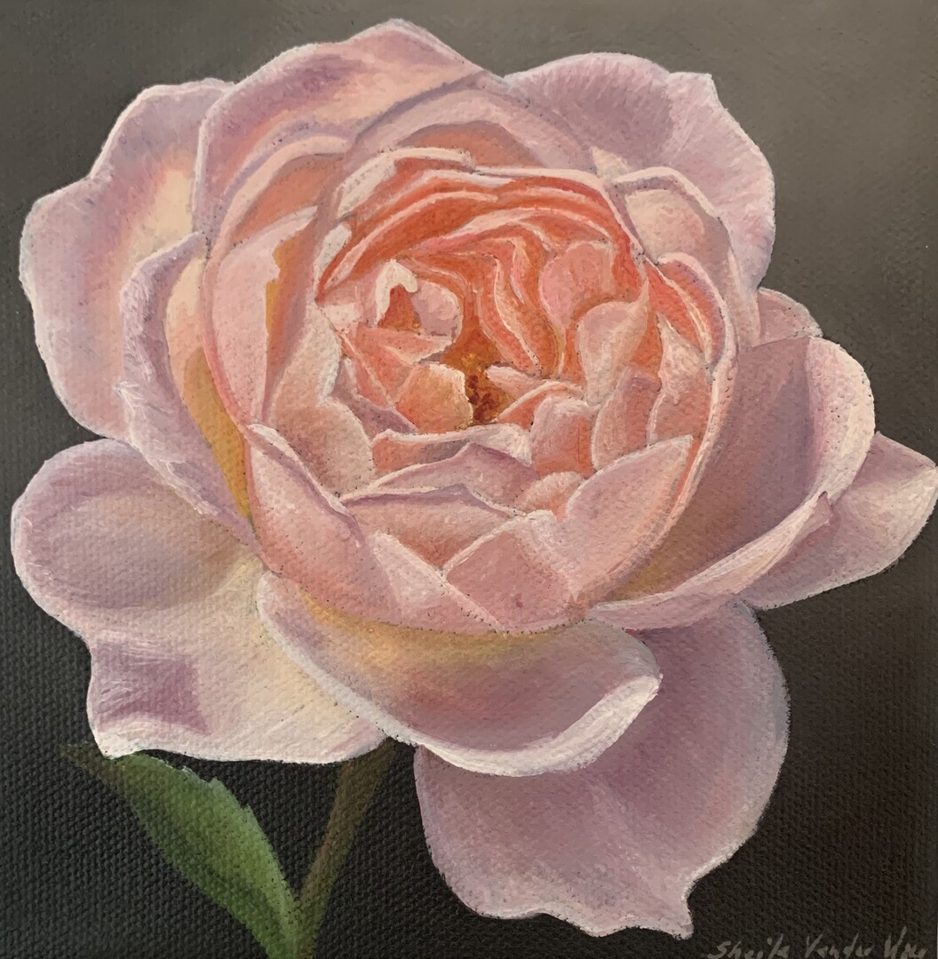 Roses II - 6x6 - Oil on Canvas
