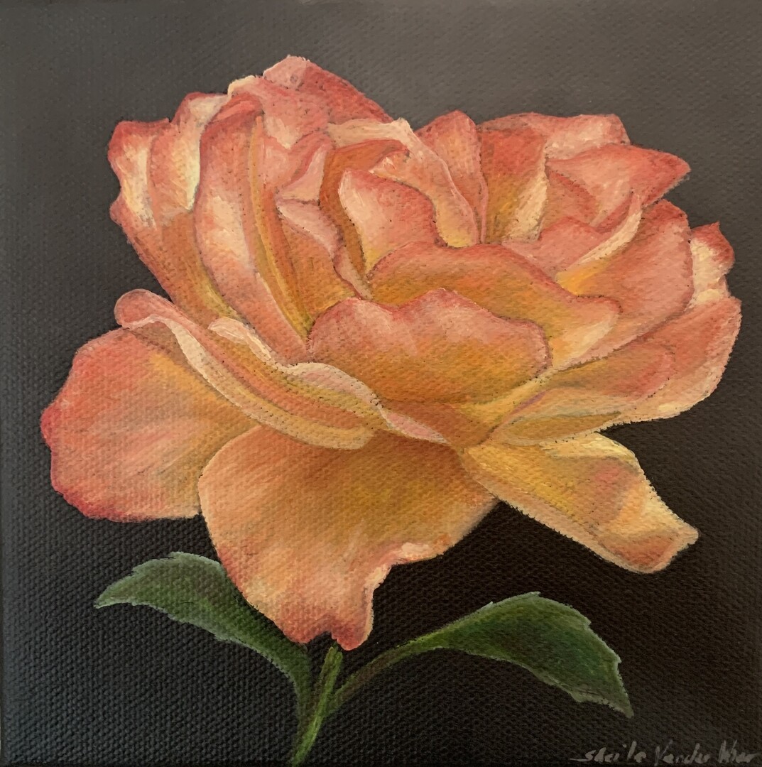 Roses III - 6x6 - Oil on Canvas