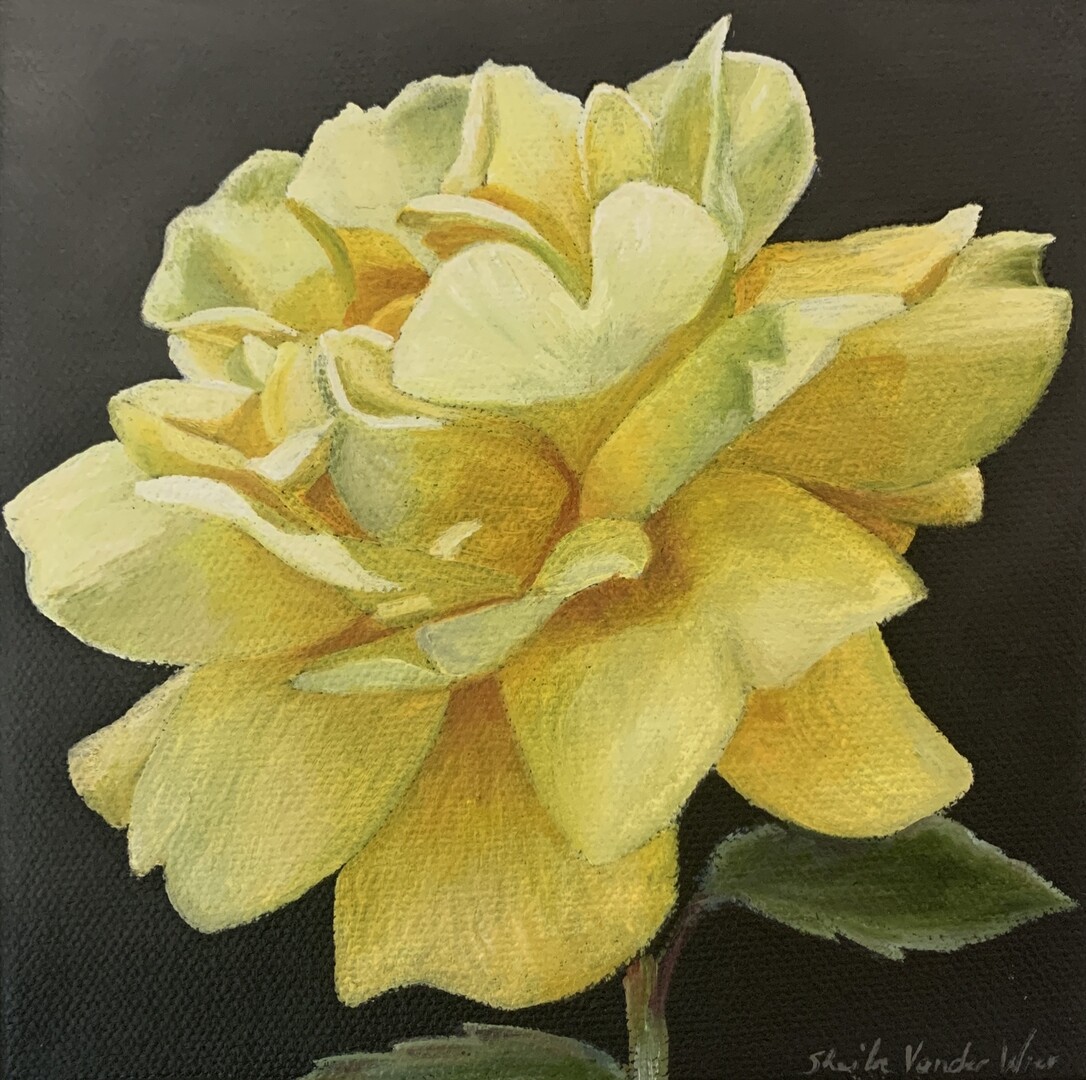 Roses I - 6x6 - Oil on Canvas