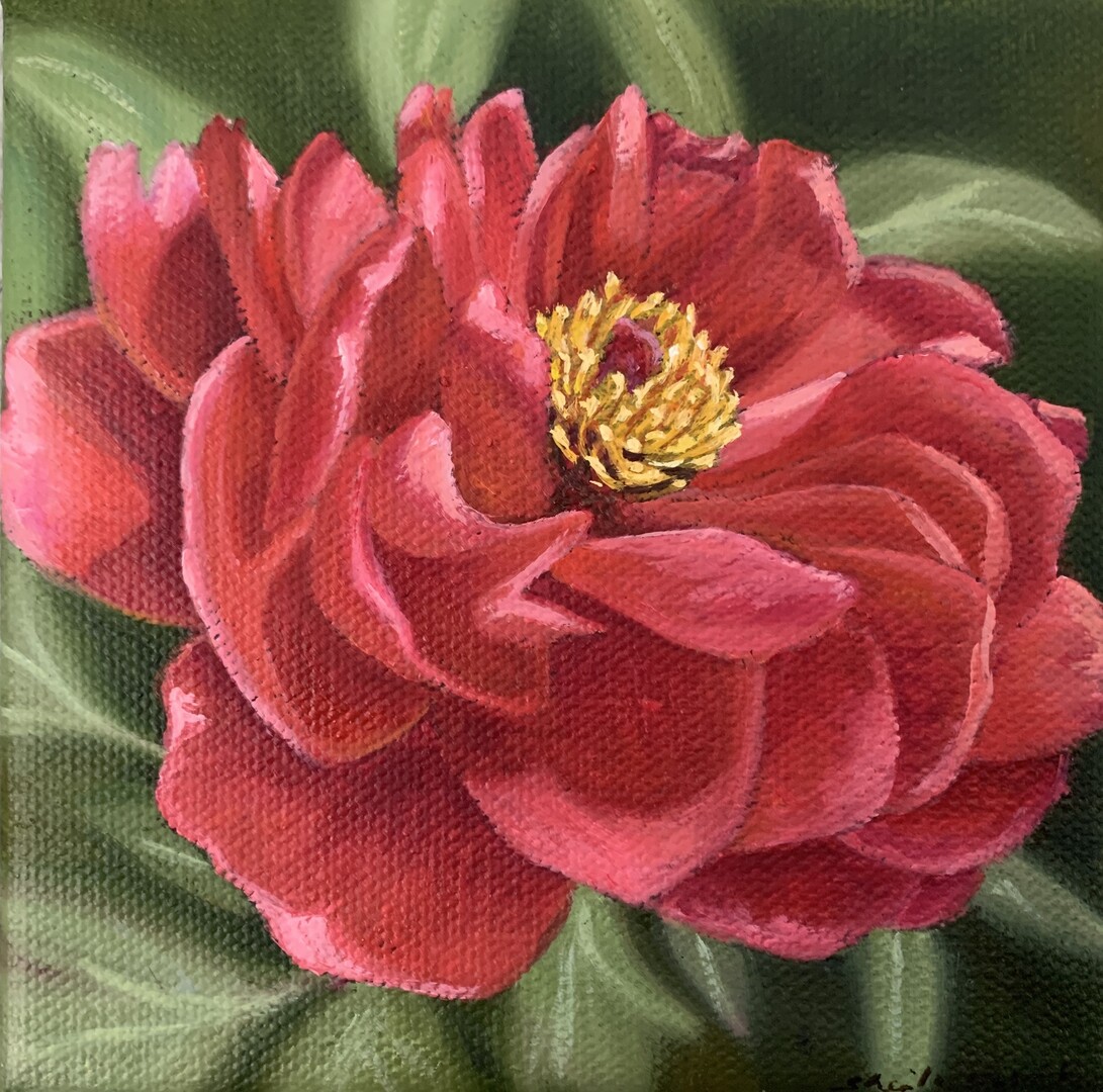 Red Tree Peony - 4x4 Garden Series XVII - Sheila Vander Wier