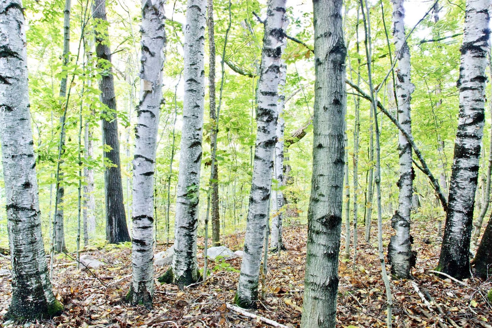 Birches