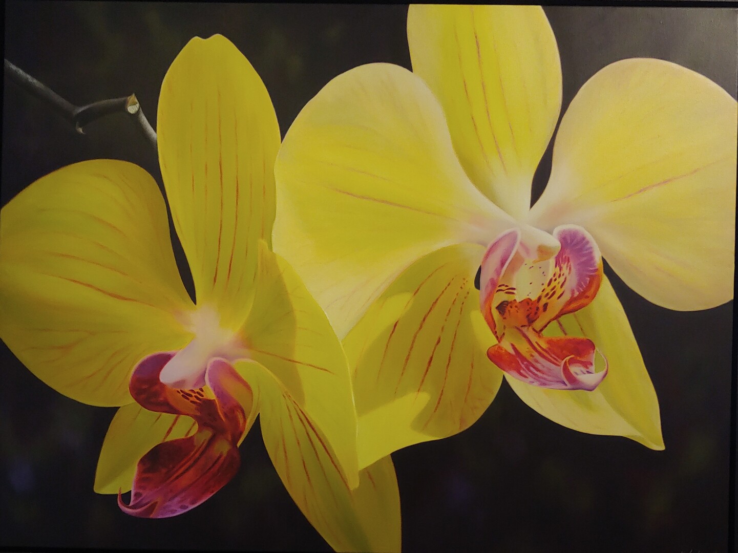 Rainbow Orchids - Oil on Canvas -  36 x 48