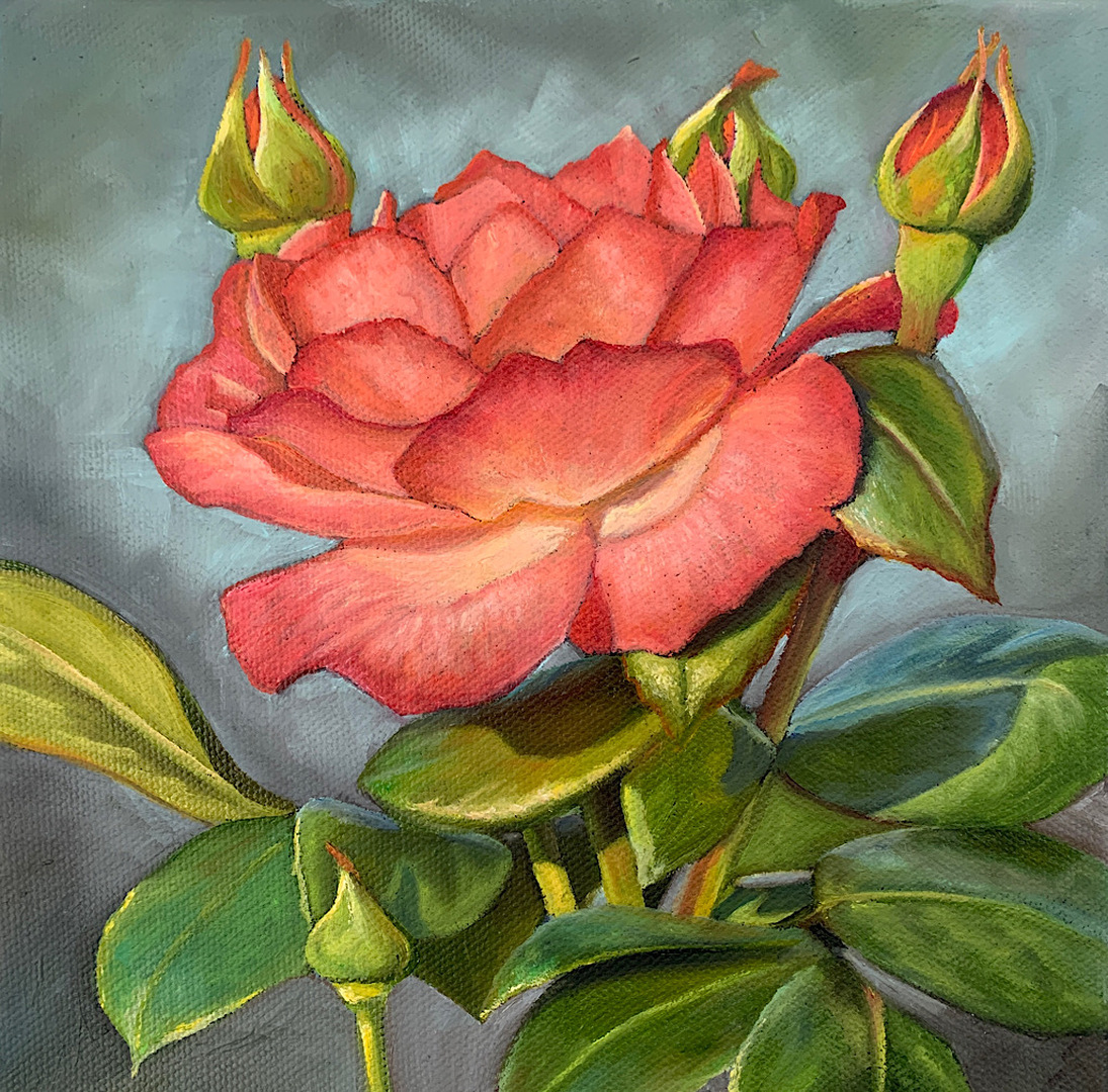 Red Rose 6x6 - Oil on Canvas