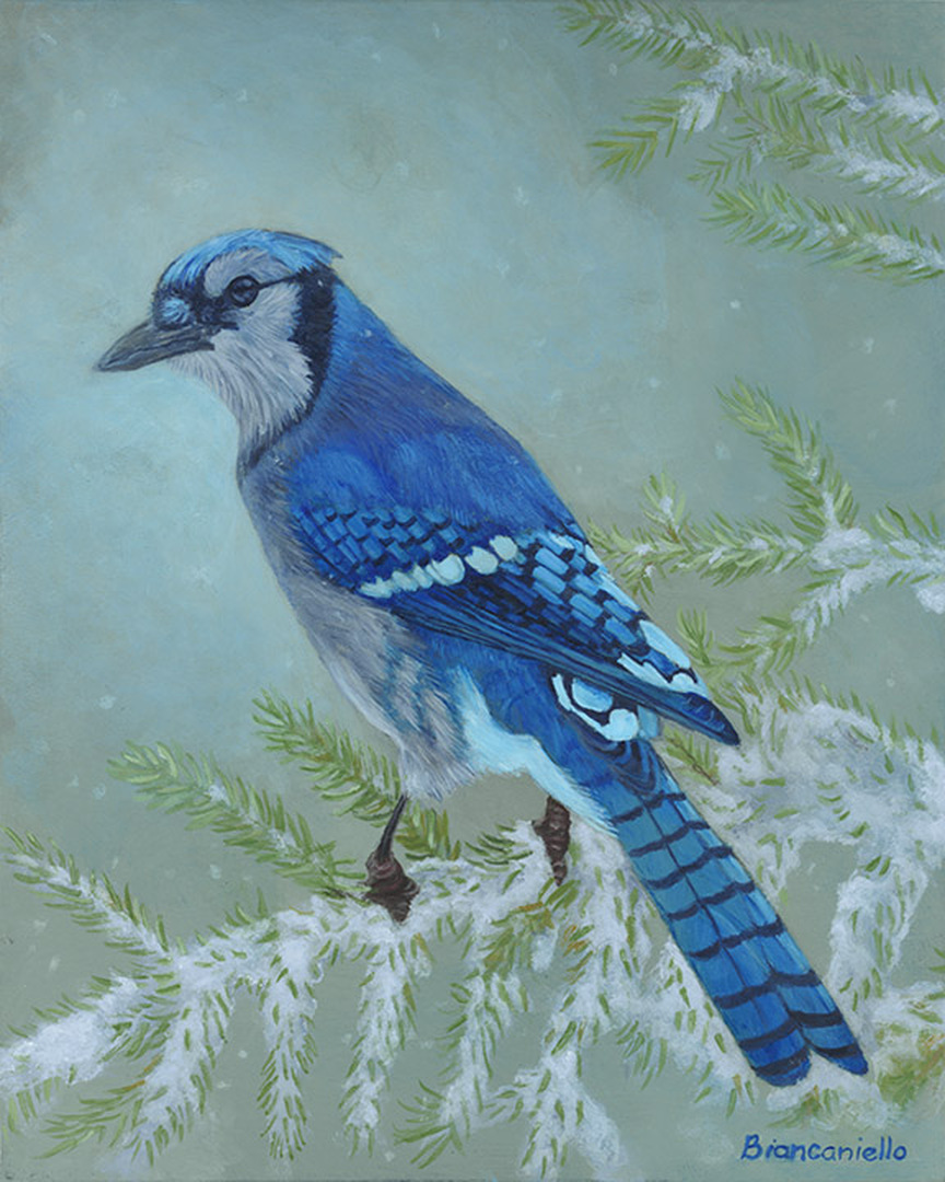 BlueJay - 10 x 8 in. wide - Acrylic on Canvas and Framed - SOLD