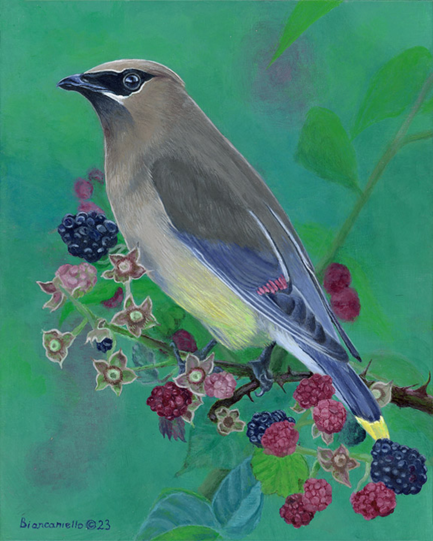 Cedar Waxwing - 10 x 8 in. wide - Acrylic on Canvas -SOLD_email